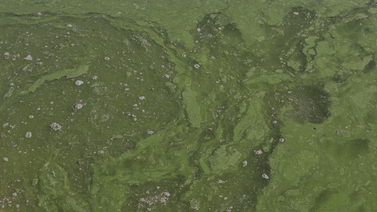 Toxic algal bloom caused by nutrient pollution and elevated water temperatures