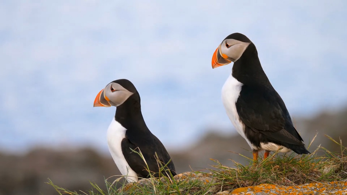 Seabirds affected by climate change and carbon dioxide emissions