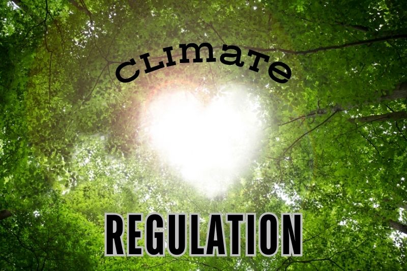 Photosynthesis in Climate Regulation