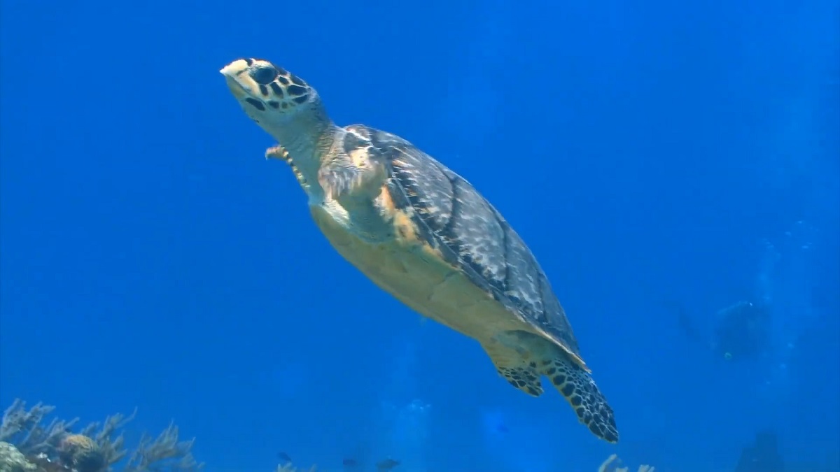 A marine turtle gliding through the ocean, representing aquatic life impacted by thermal pollution