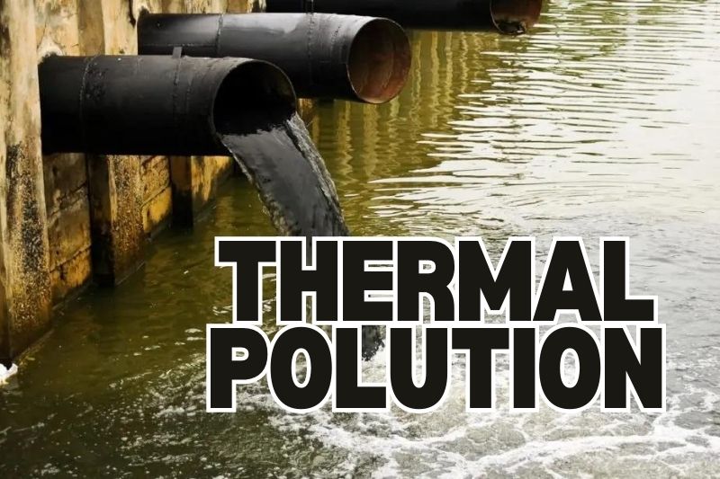 What Are the Long-Term Effects of Thermal Pollution