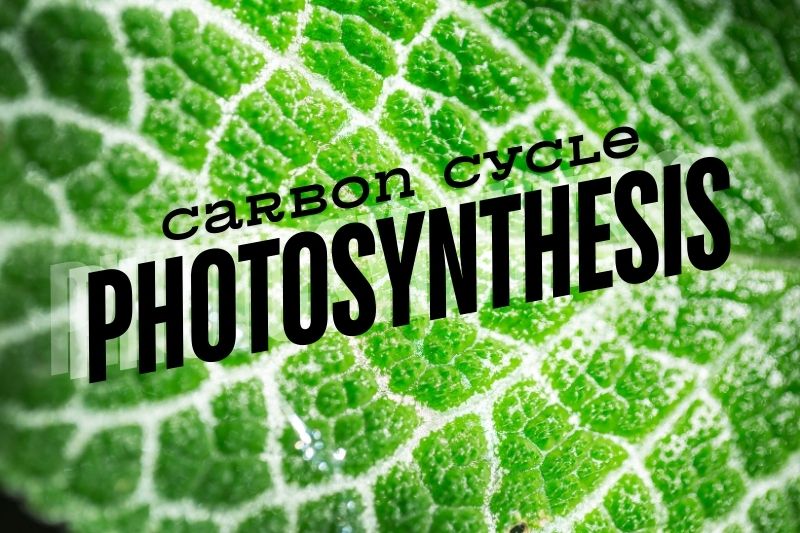 Why Is Photosynthesis Crucial for the Carbon Cycle